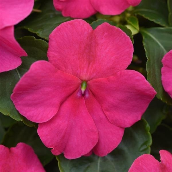 impatiens beacon rose